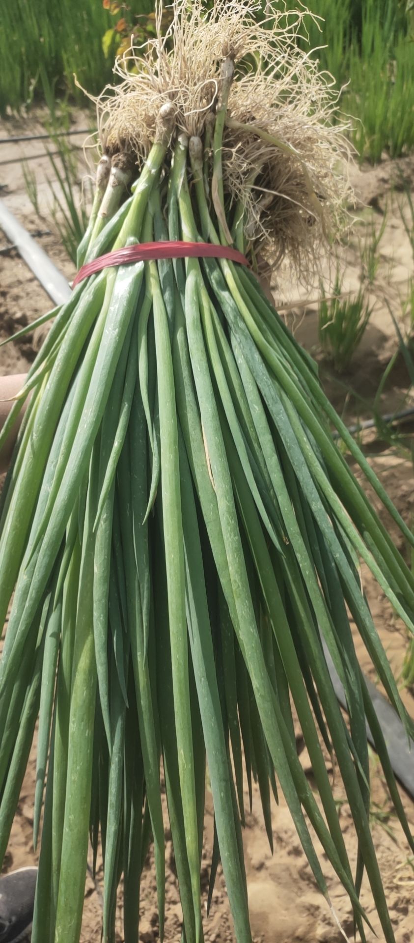 香葱  优质鲜葱苗，三叶5叶葱苗，物品价廉品质保证精选葱苗