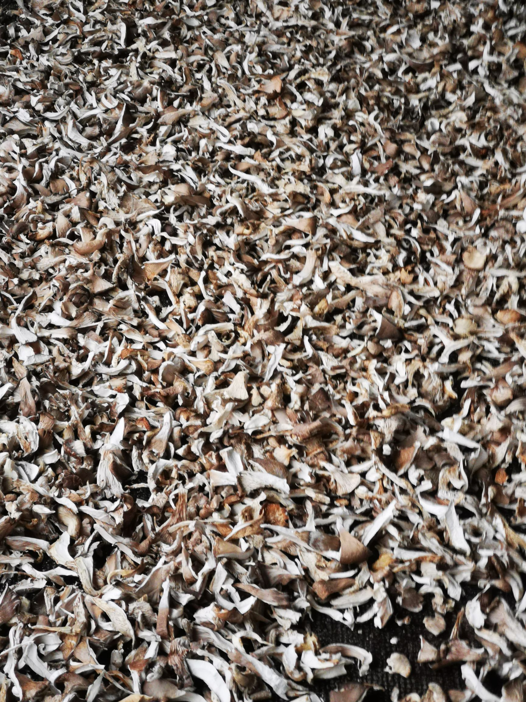  干平菇自然晾干，无杂质