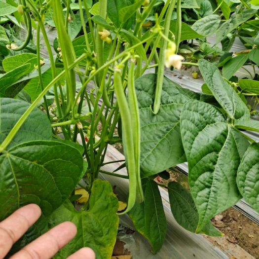 西华县无筋豆角 河南省周口市西华县 