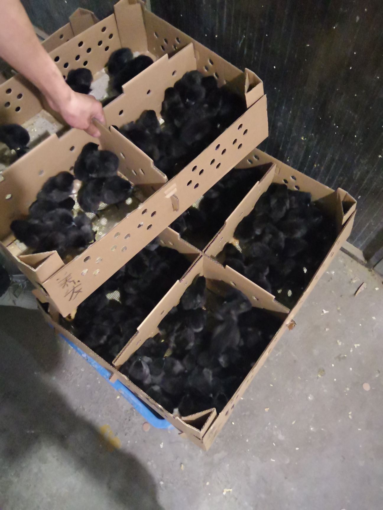 五黑鸡苗 五黑一绿绿壳蛋鸡苗 绿壳蛋鸡