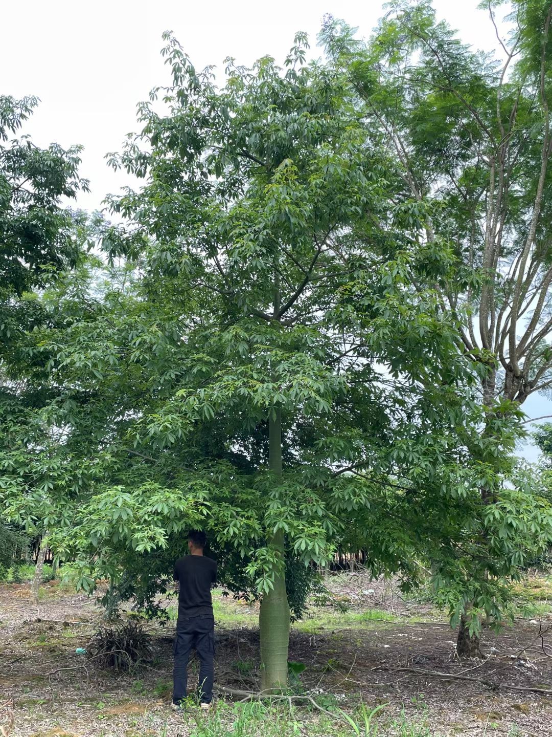 美丽木棉  美丽异木棉 （美人树） 量大质优、欢迎选购