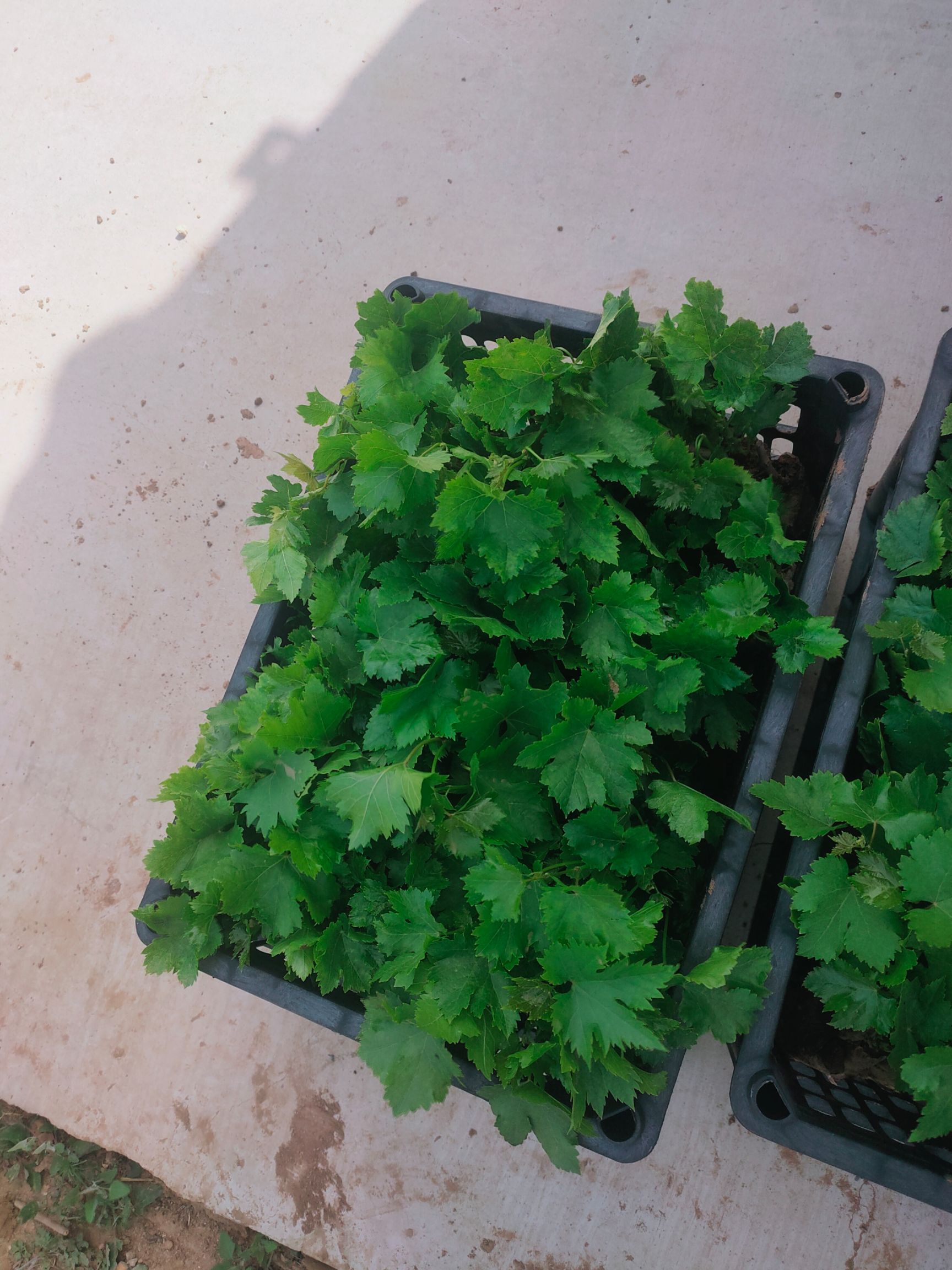 红地球葡萄苗  营养袋红提葡萄苗基地直接发货一手货源