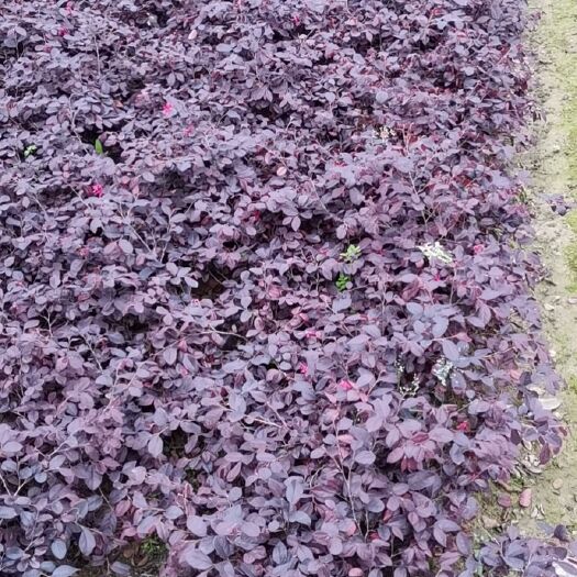 潢川县双面红 红花继木