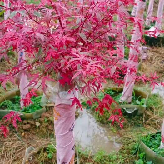 兴安县红枫红小绣，流泉，羽毛枫，三季红