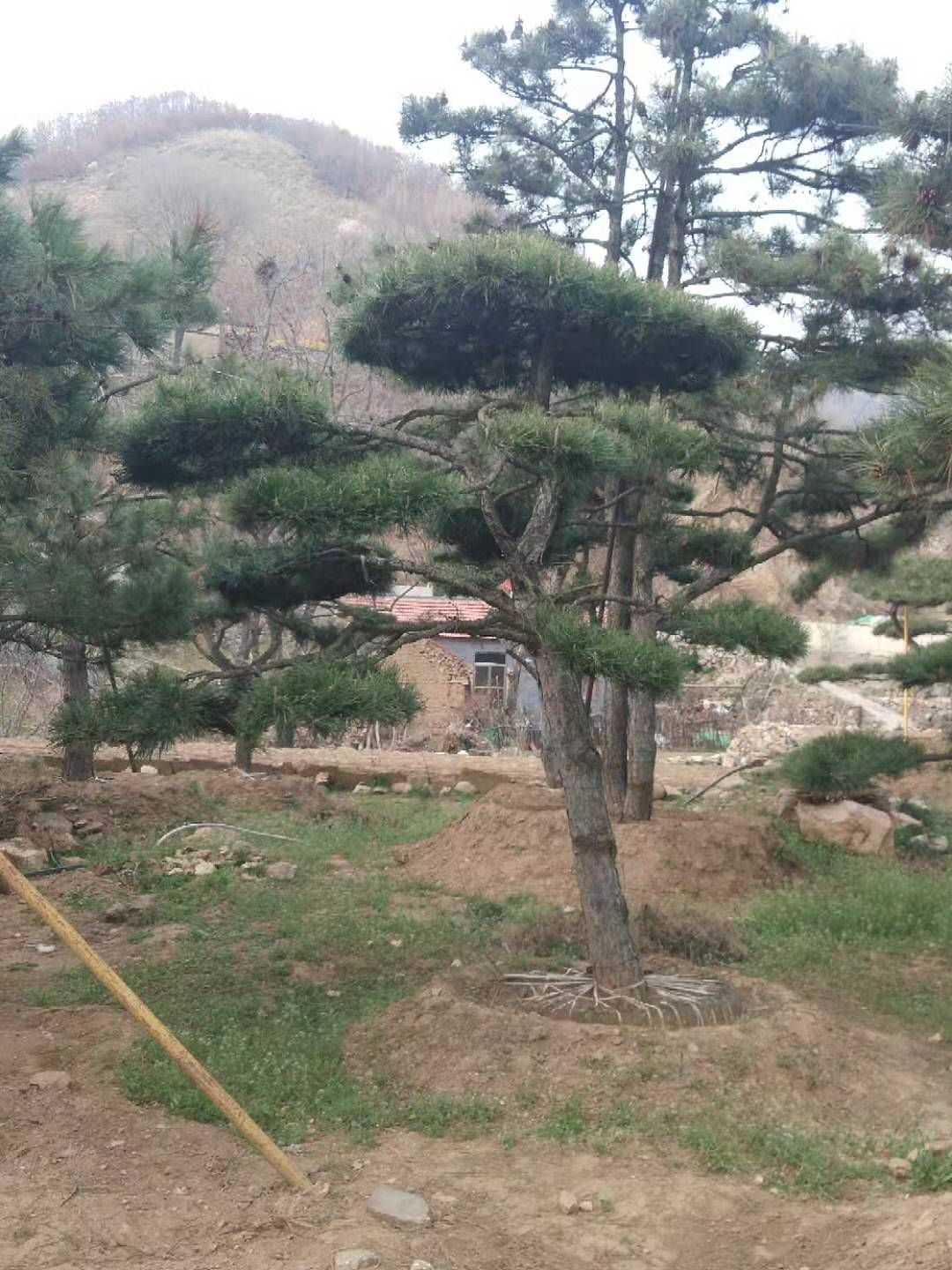 造型黑松，造型油松