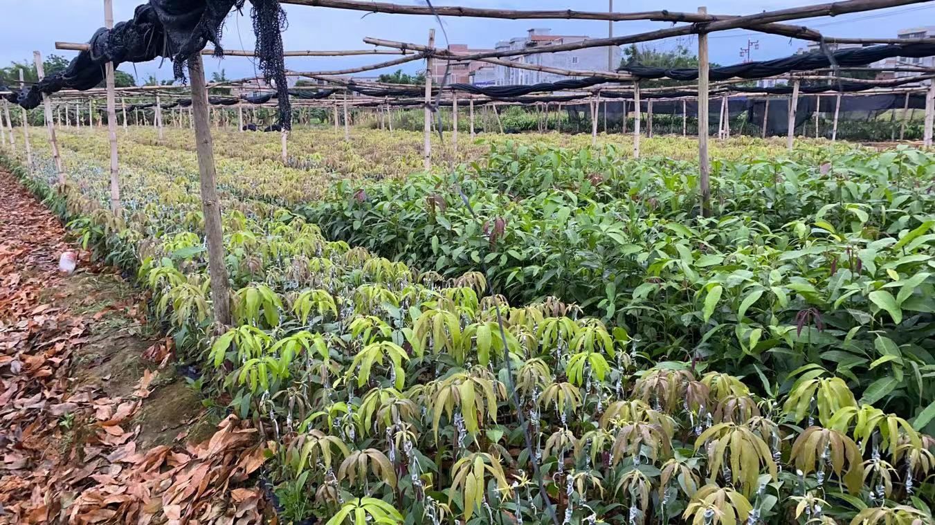 供应大量台农一号芒果苗，台农苗，台农一号嫁接苗