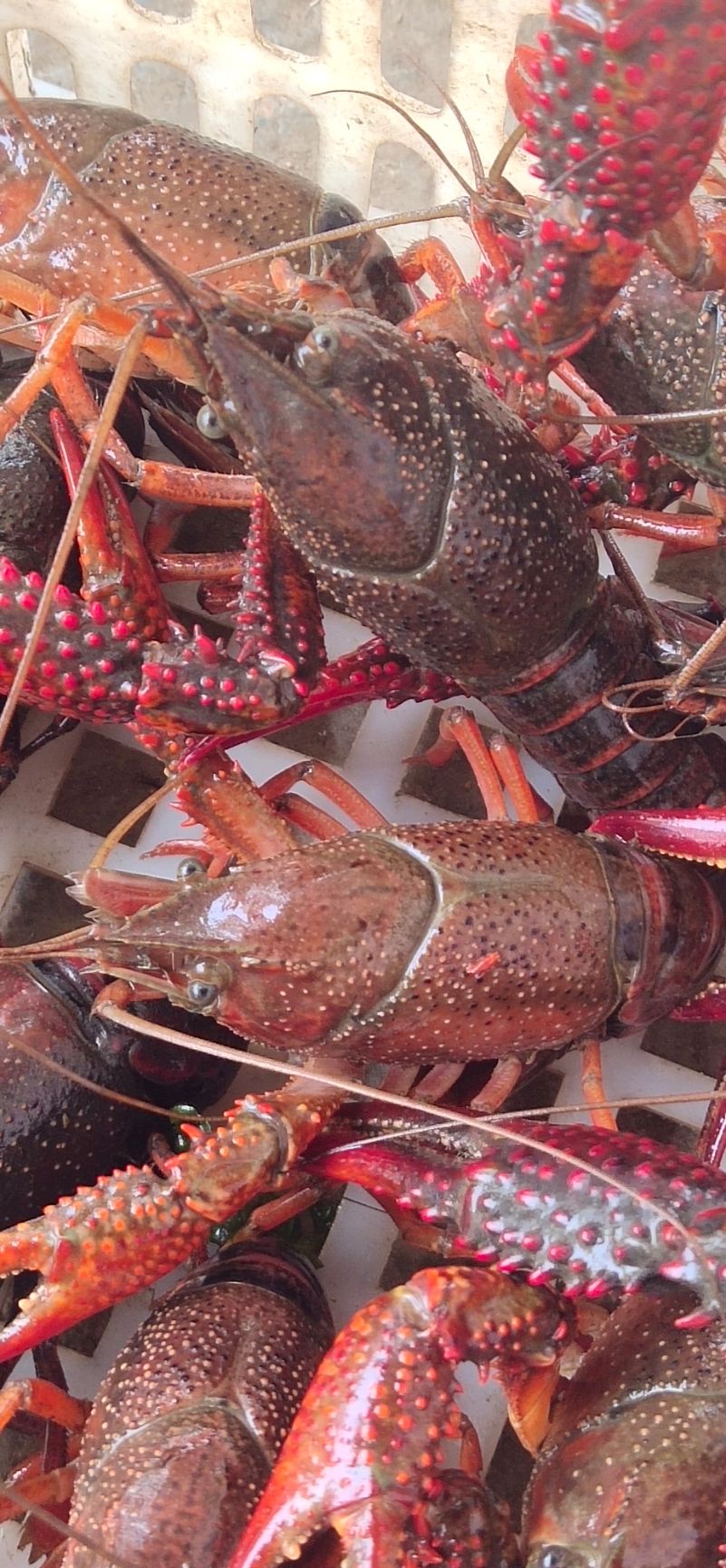 新鲜捕捞岳阳小龙虾 湖南岳阳直发 6以上大青，个大满肉