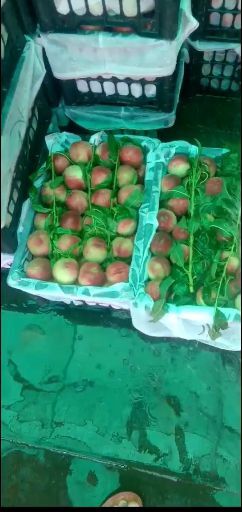 原阳县美脆桃 毛桃春密宊围
