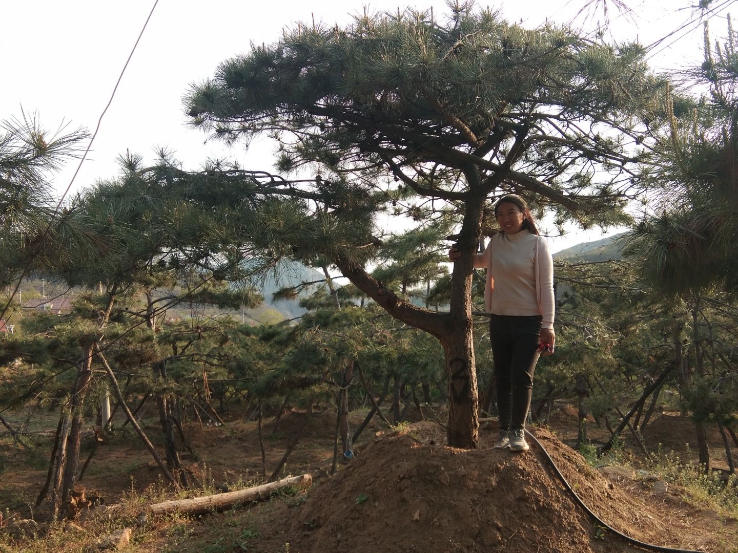 造型黑松，造型油松，