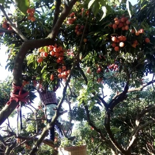 东莞市妃子笑荔枝 东莞荔枝