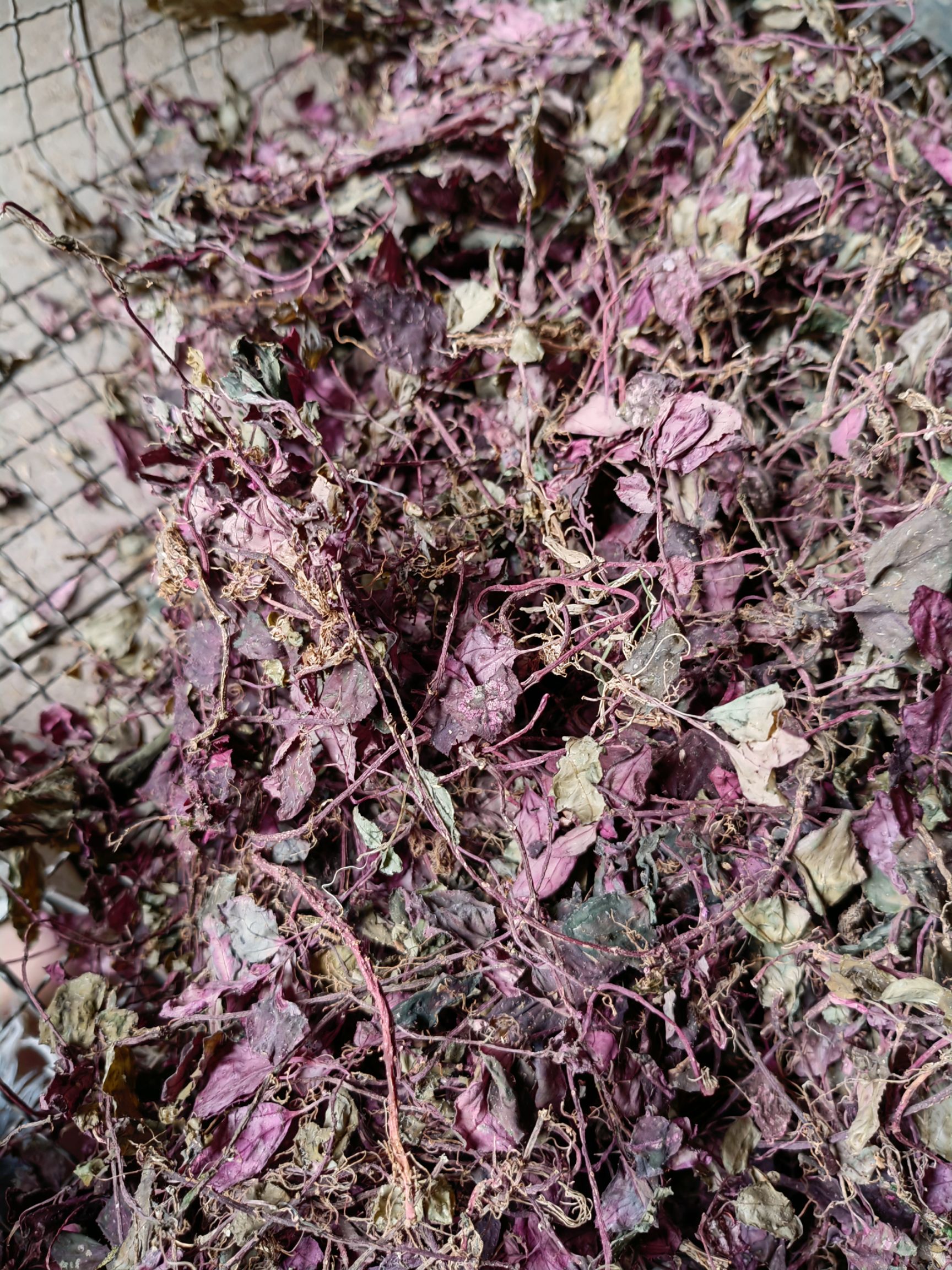 四川宜宾产地直供风柜斗草全草类中药材天然干草药材