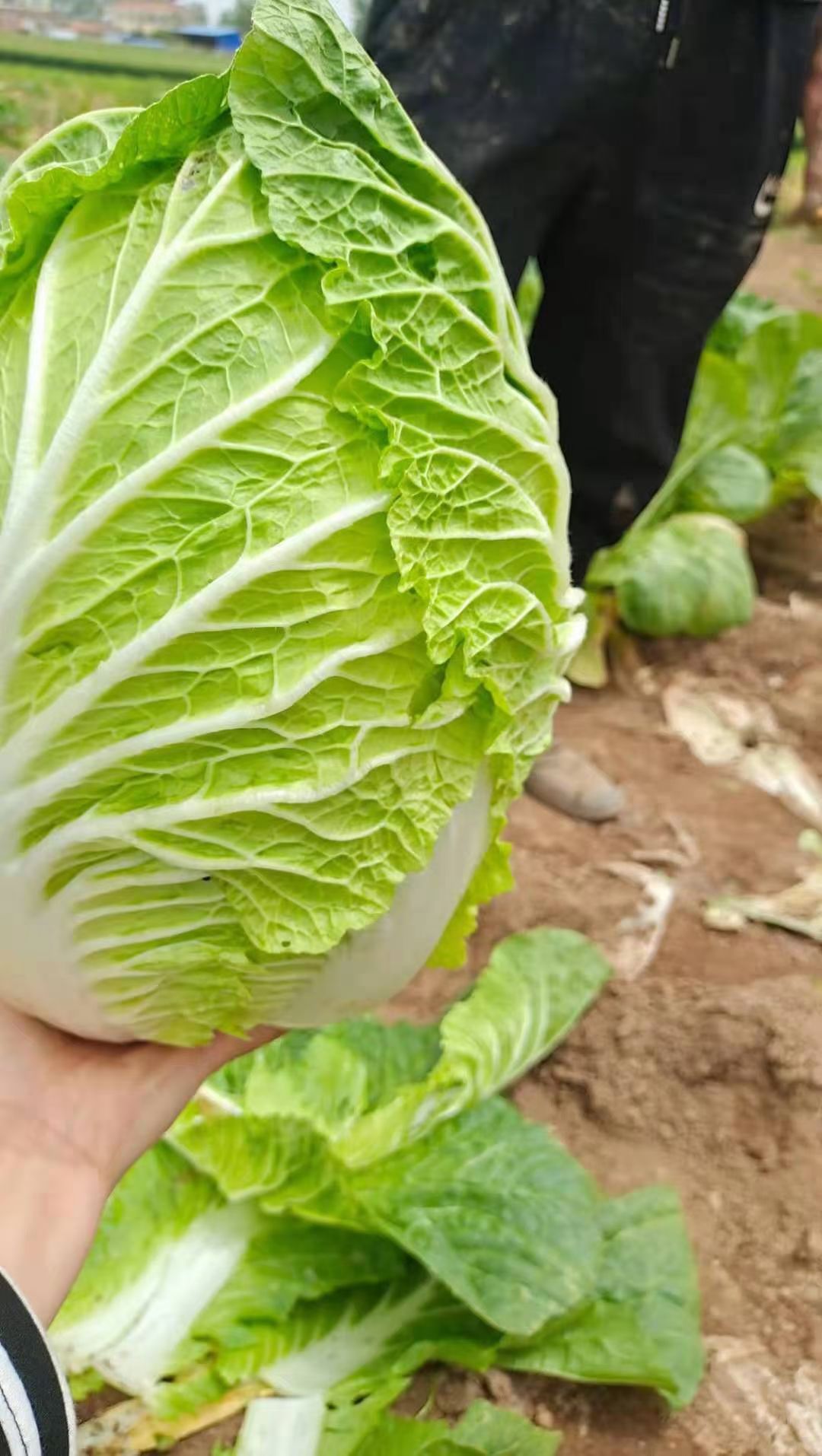 黄心大白菜  安徽大白菜 现在已经大量上市  