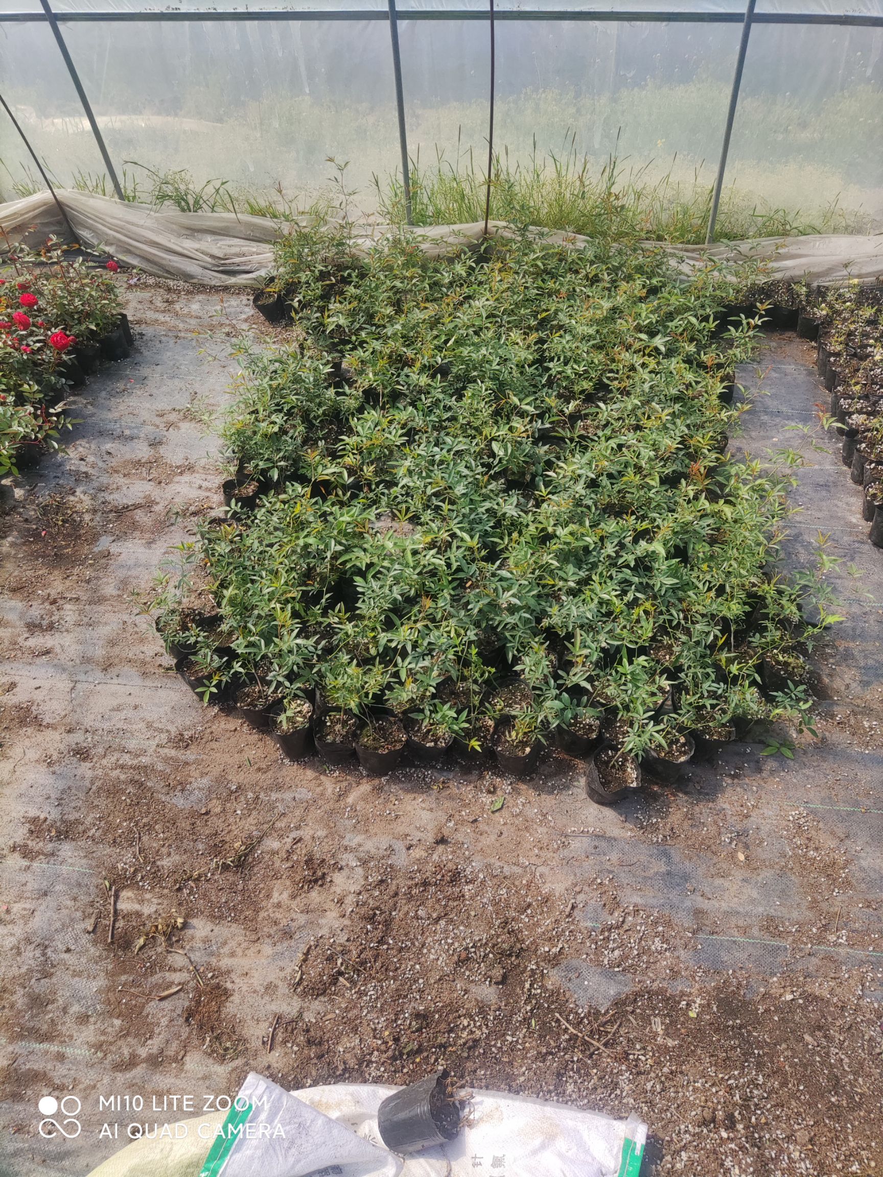 木香花苗，木香花  浓香型  重瓣，基地直销  价格实惠