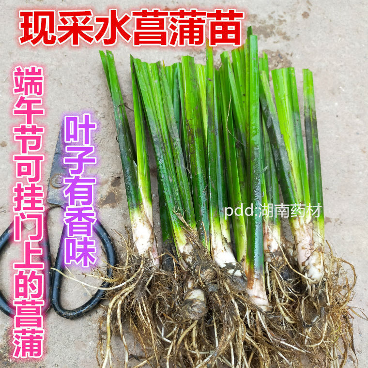 水菖蒲苗，保湿邮寄，包邮费。