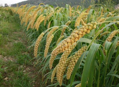 小米粥杂粮小黄米粮食天然。脱壳黄小米新米宝宝养胃优惠