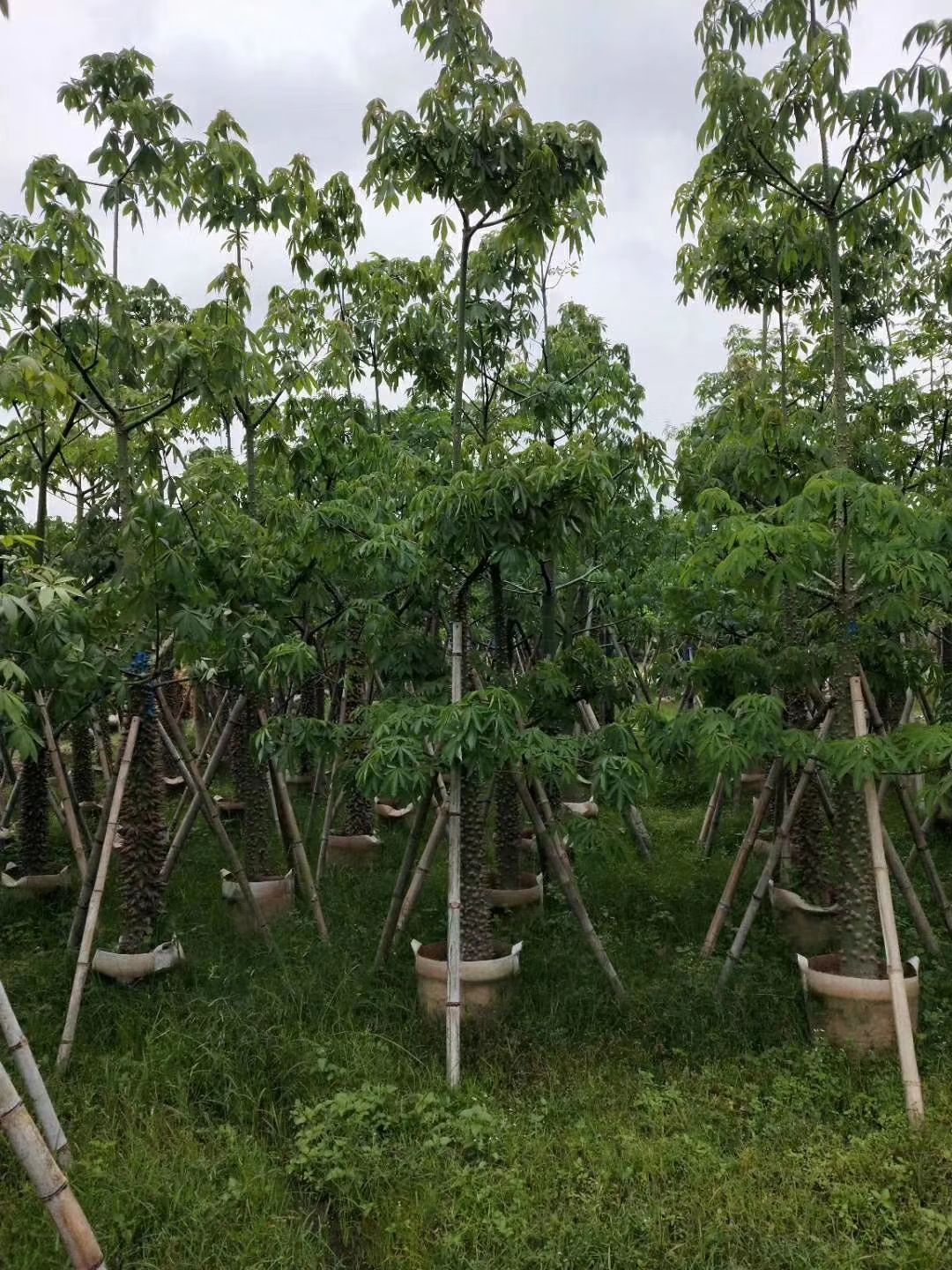 美丽木棉  大量出售美丽异木棉（美人树）袋苗/假植苗