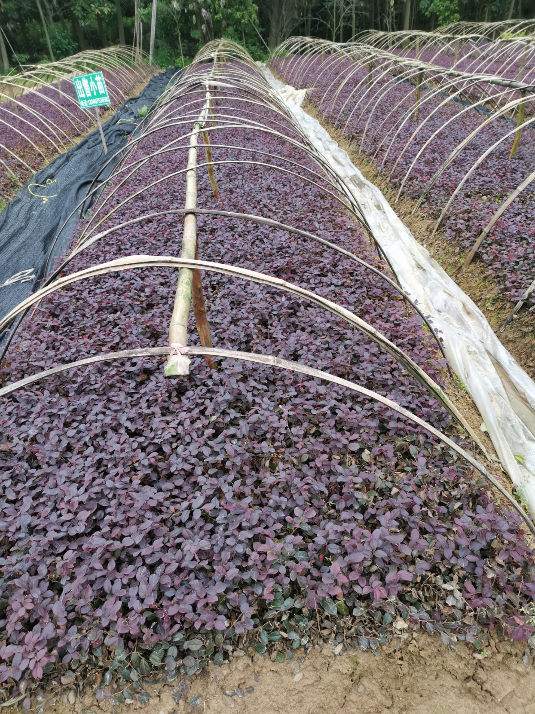 双面红 红花继木