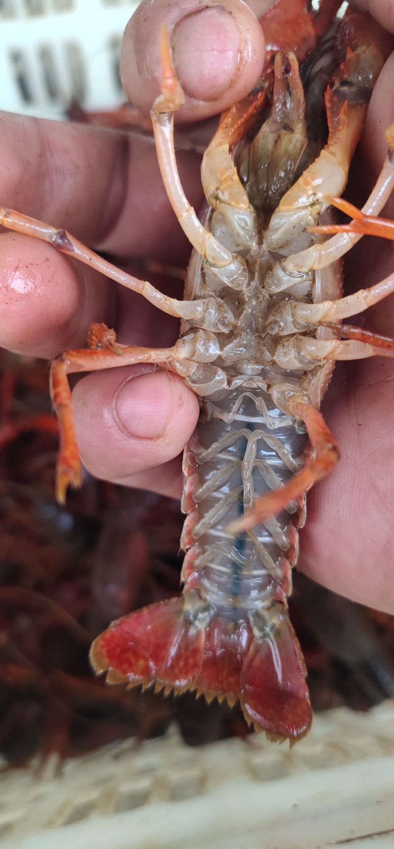 新鲜捕捞岳阳小龙虾 湖南岳阳直发 6以上大青，个大满肉
