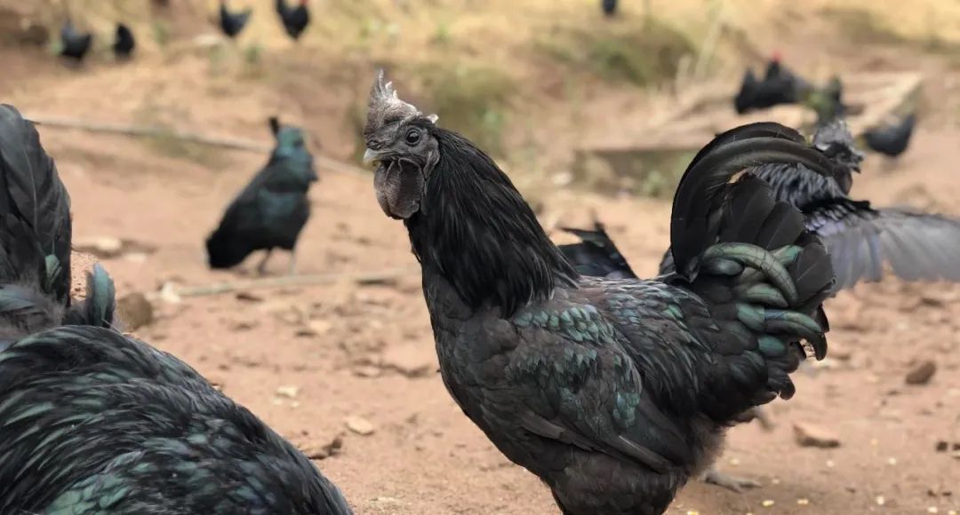 黑羽乌鸡  筠连各地皆产，有全乌骨、半乌骨之别。以反毛、纯白毛全乌骨鸡