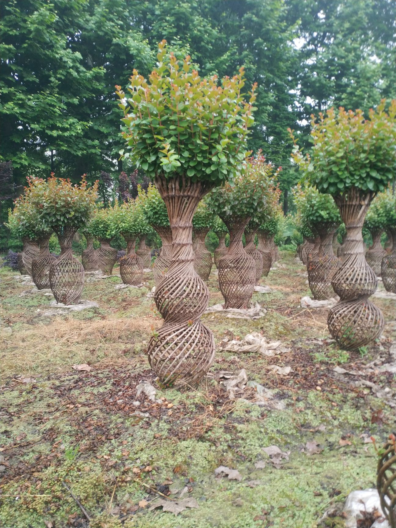 大花紫薇  紫薇葫芦瓶，紫薇愈合花瓶，紫薇3年熟苗花瓶。紫薇螺旋花瓶。