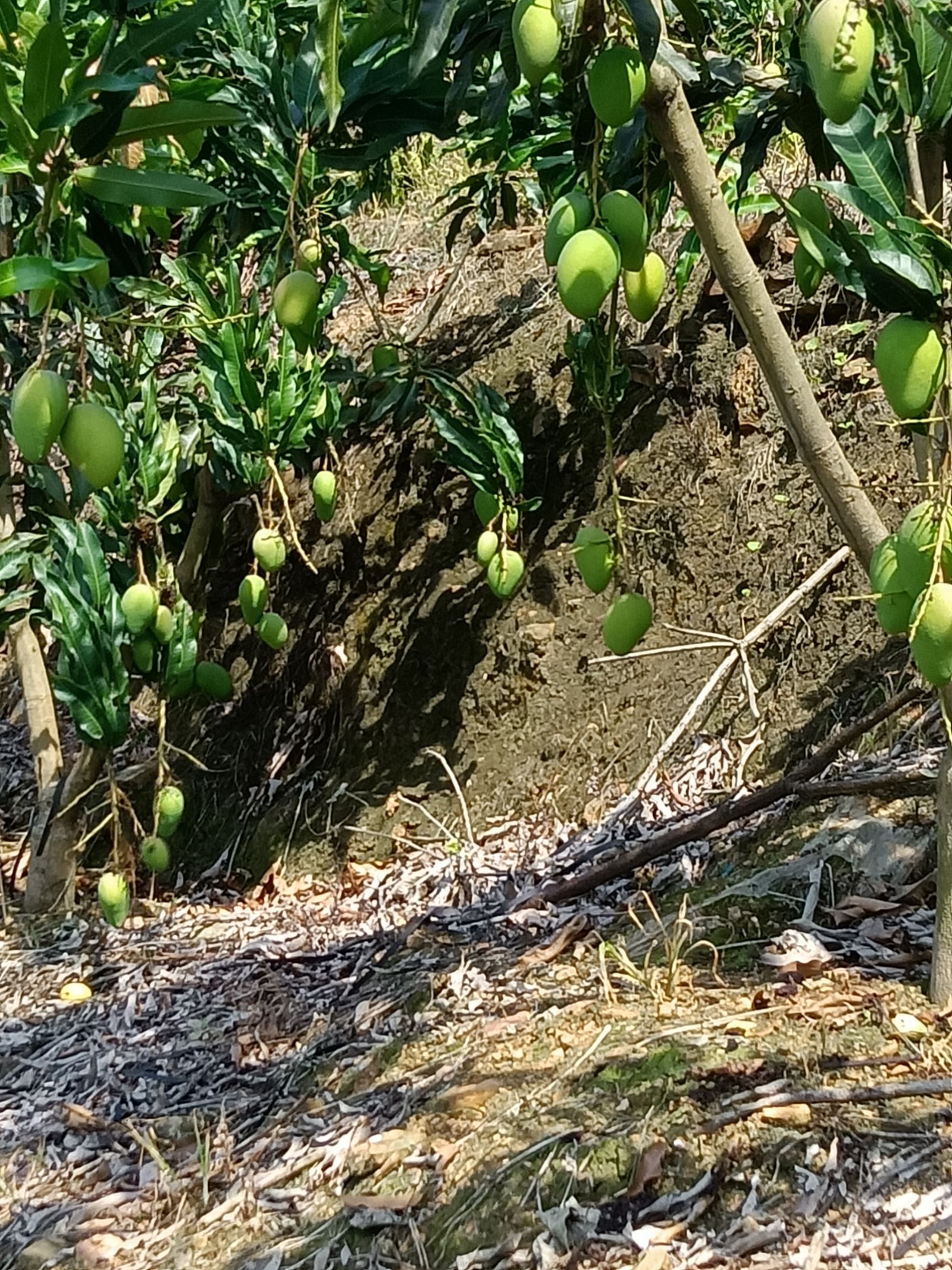  云南小臺(tái)農(nóng)芒果產(chǎn)地一手貨源，