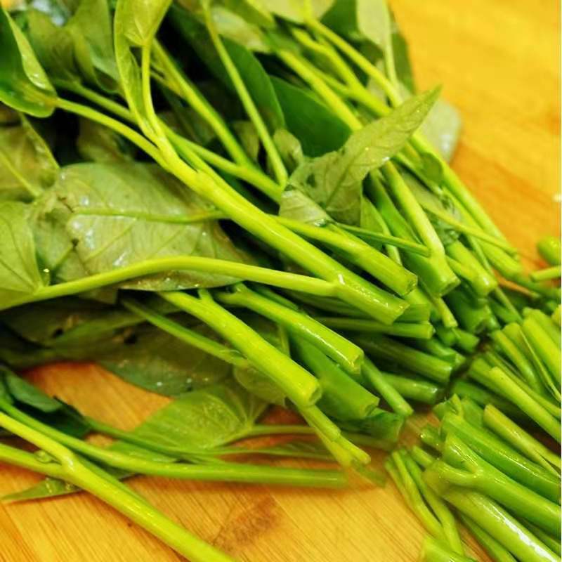 泰国空心菜种子通心菜种子青梗小叶小叶青杆雍菜种子