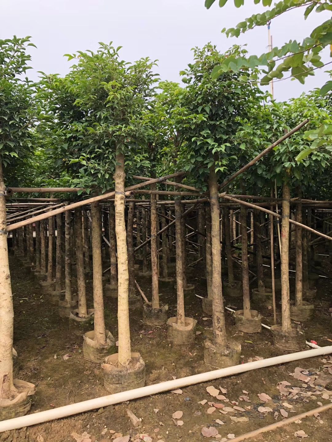 产地大量直销：秋枫（重阳木）