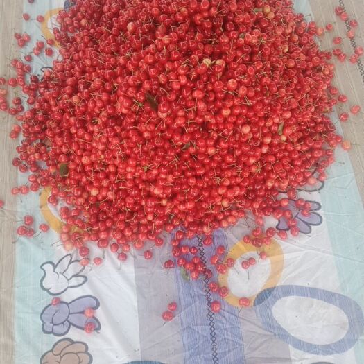 泰安 红灯樱桃