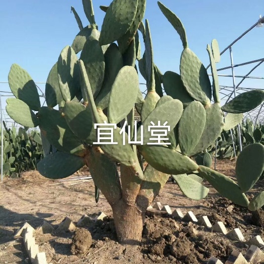 昌乐县库拉索芦荟 供应芦荟 仙人掌