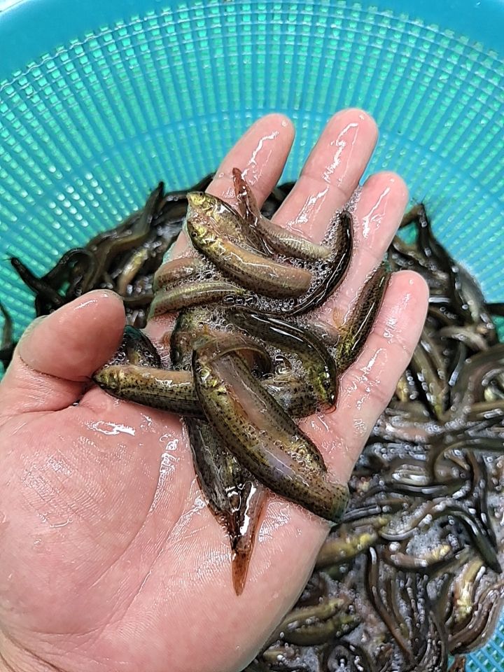 泥鳅苗，金鳅2号优质苗，可以视频看货，场地直销，技术指导