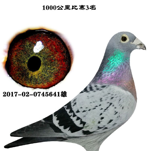 石家庄信鸽种鸽成绩鸽血统鸽幼鸽
