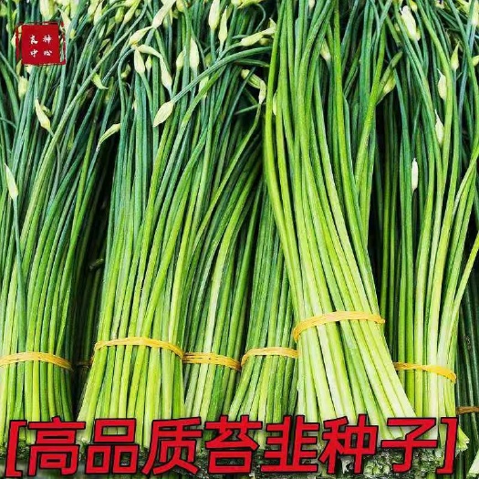韭菜种子  早熟苔韭种子韭菜苔种子叶苔两用型出苔早再生能力强