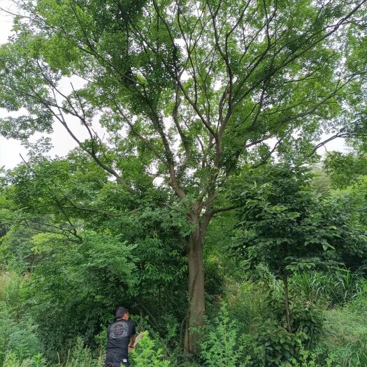 九江 江西朴树基地经营，精品朴树园，各种规格朴树基地，单杆朴树30