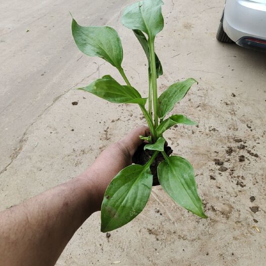 青州市玉簪花  玉簪