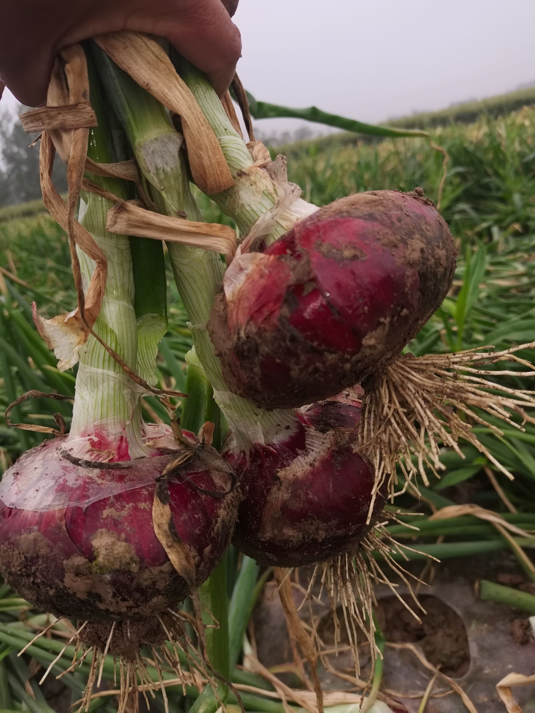 江苏丰县红皮洋葱即将上市