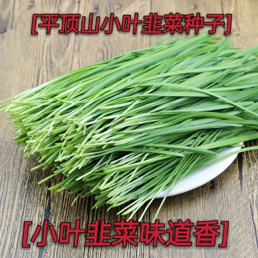 绵阳小叶韭菜种子细叶韭菜种子平顶山香韭菜种子