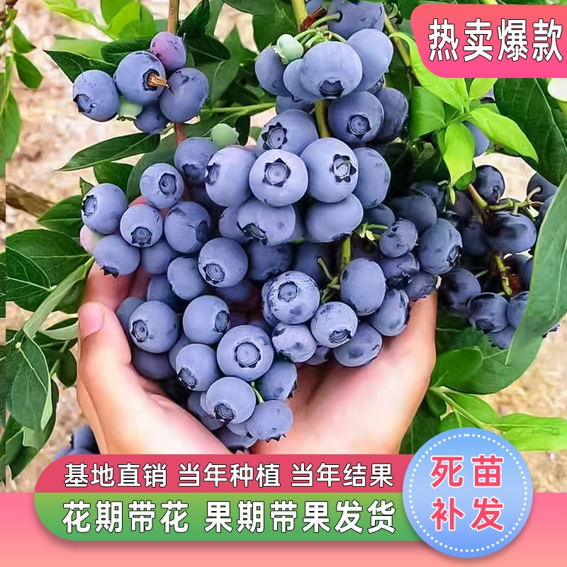 平邑县薄雾蓝莓，珠宝蓝莓，绿宝石，优瑞卡，蓝丰蓝莓等各种品种基地