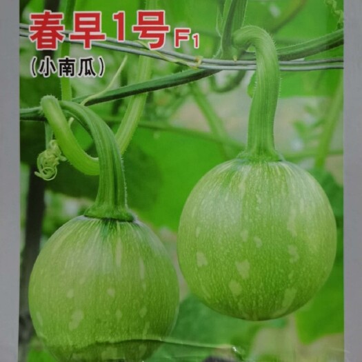 一串鈴小南瓜種子  早熟小南瓜種子嫩南瓜種子一串鈴南瓜種子節(jié)節(jié)有瓜