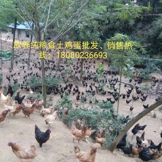内江放养纯粮食土鸡蛋