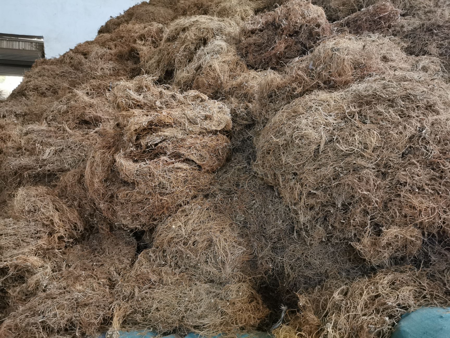 坚龙胆  龙胆草选货 滇龙胆草  滇龙胆草 云南龙胆草