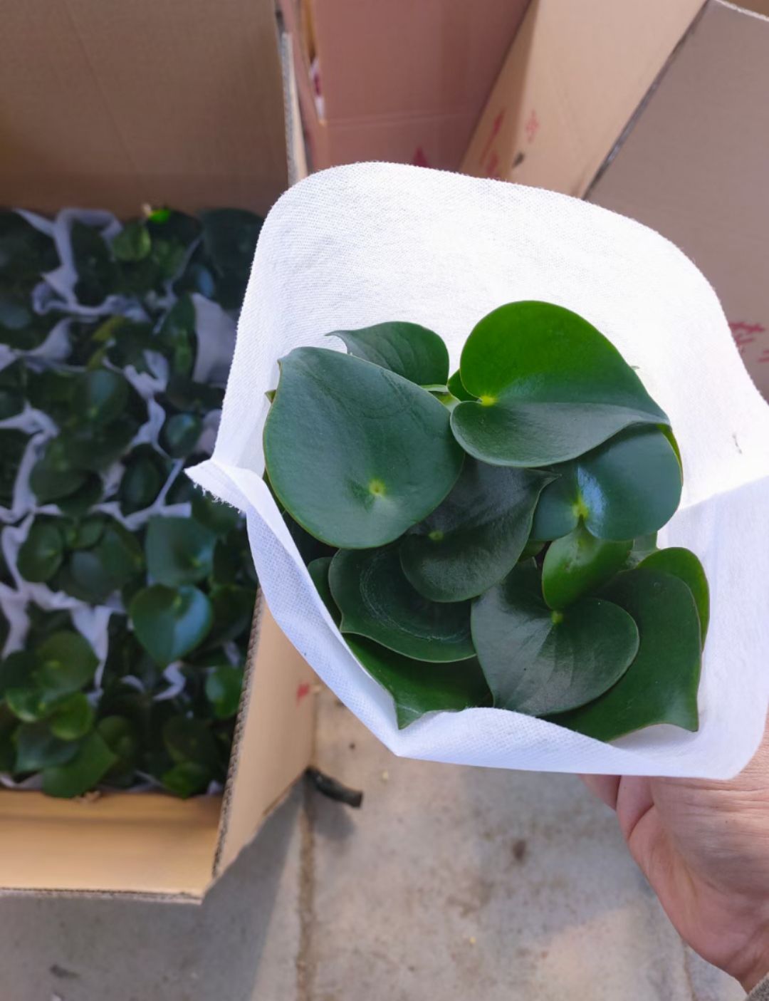 碧玉盆栽 荷叶碧玉
