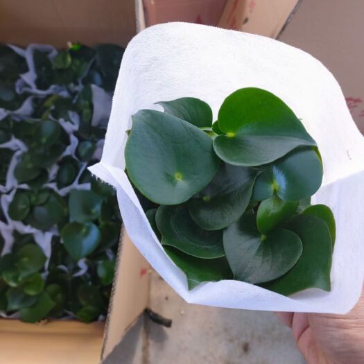 青州市碧玉盆栽 荷叶碧玉
