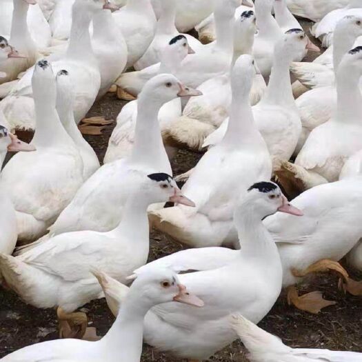太湖县白番鸭平均5斤多一只，大约1800只左右，需要的提前联系详谈