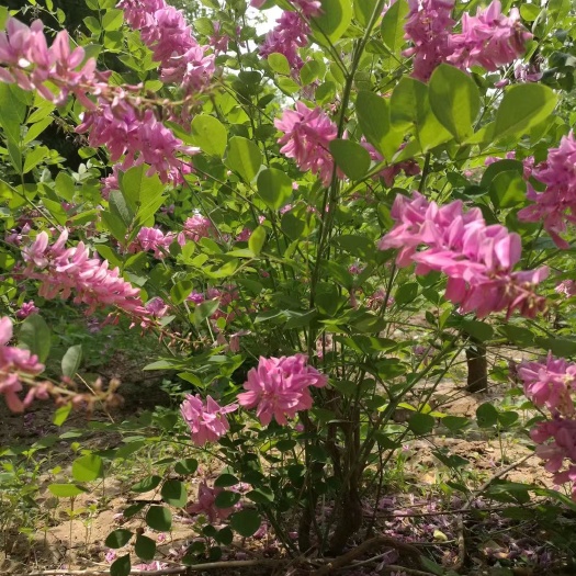 长沙县 花木蓝，豆科，木蓝属。是北方的夏花植物，花期长，花色艳，