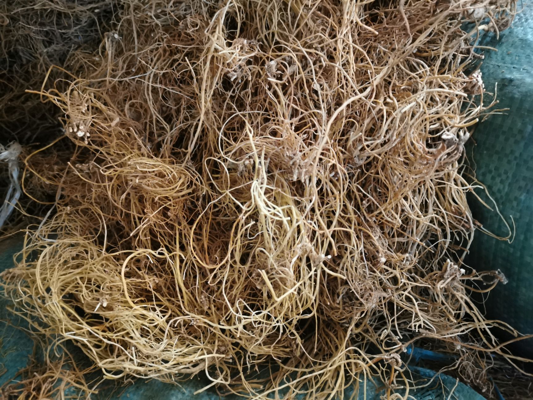 坚龙胆  龙胆草选货 滇龙胆草  滇龙胆草 云南龙胆草