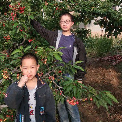济南红灯樱桃 硕硕樱桃园