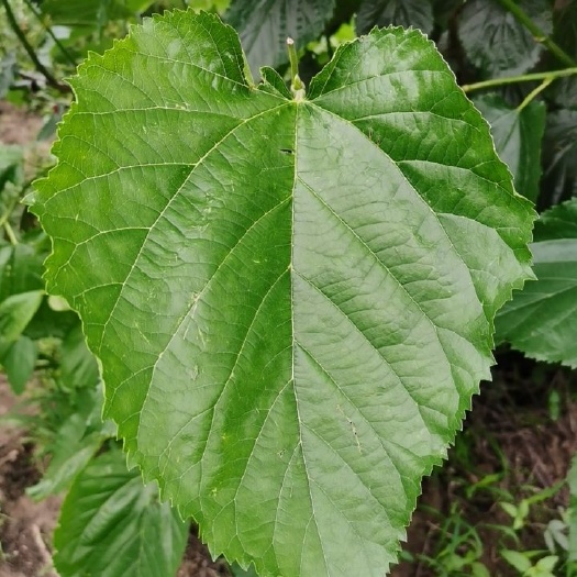 苏州新鲜桑叶