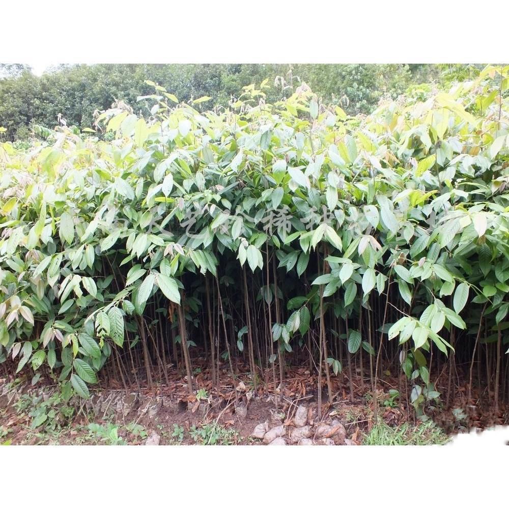 [百亿补贴]橡胶树  望天树苗