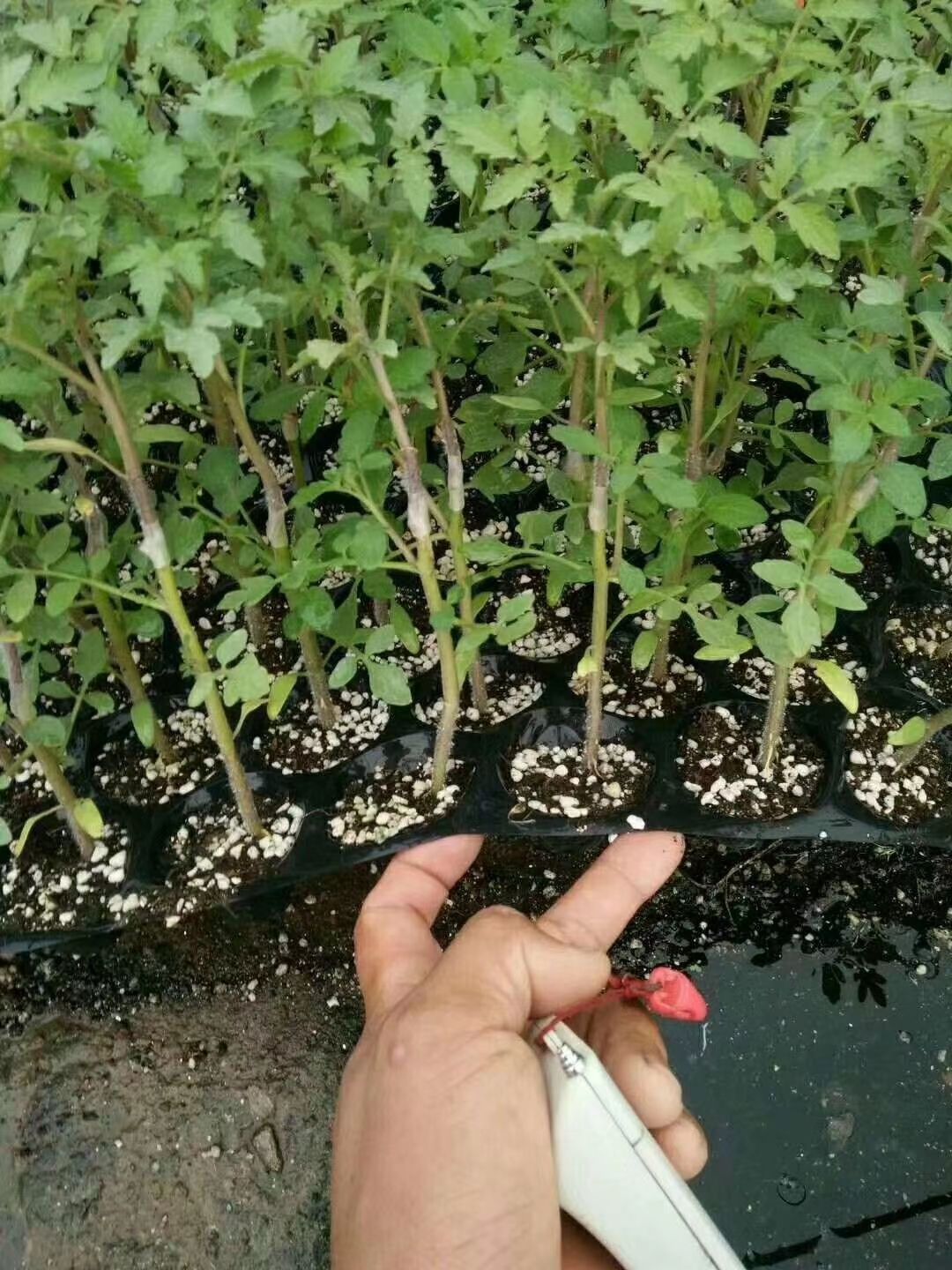 大红番茄苗  广西种苗育苗基地，嫁接西红柿苗，承接全国各地代