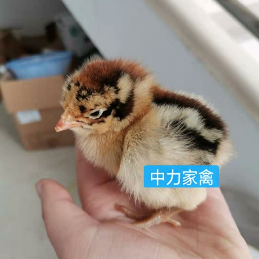 广汉市麻鸡苗  常年供应天府麻肉鸡苗，成年公鸡9斤左右
